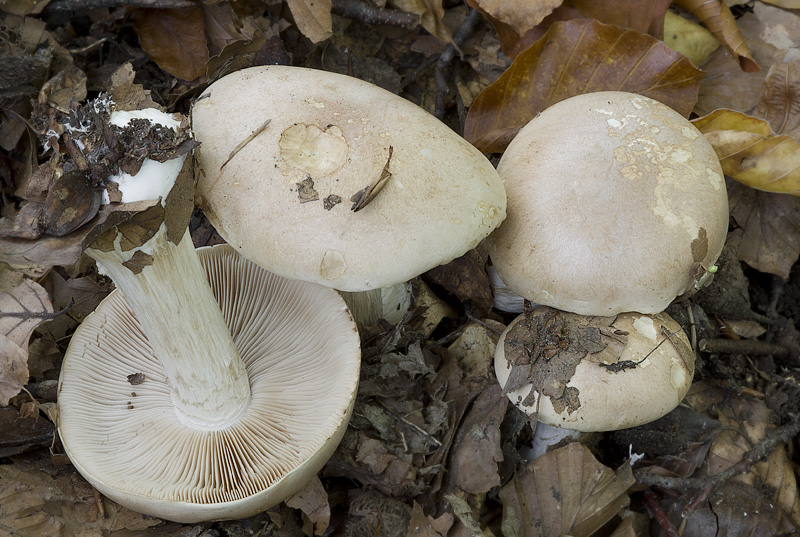 Hebeloma sinapizans (Slzivka ředkvičková)